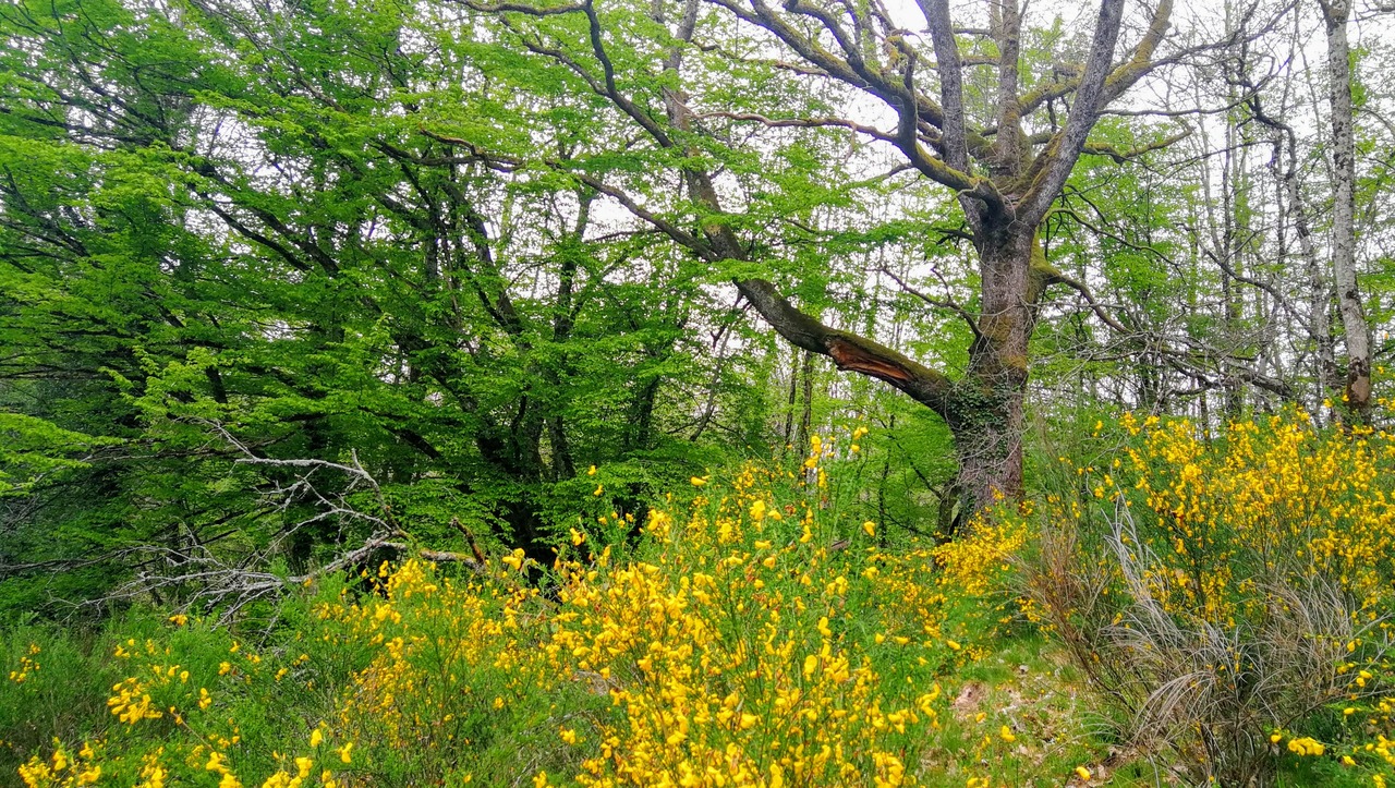 lieu-hebergement-chamanisme-nature-villapourcon-parc-naturel-morvan-023