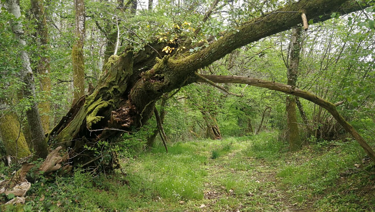 lieu-hebergement-chamanisme-nature-villapourcon-parc-naturel-morvan-024
