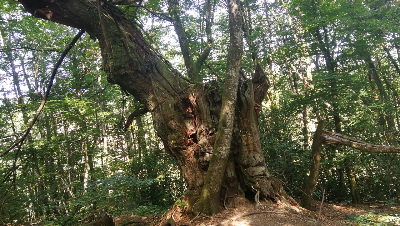 lieu-hebergement-chamanisme-nature-villapourcon-parc-naturel-morvan-028