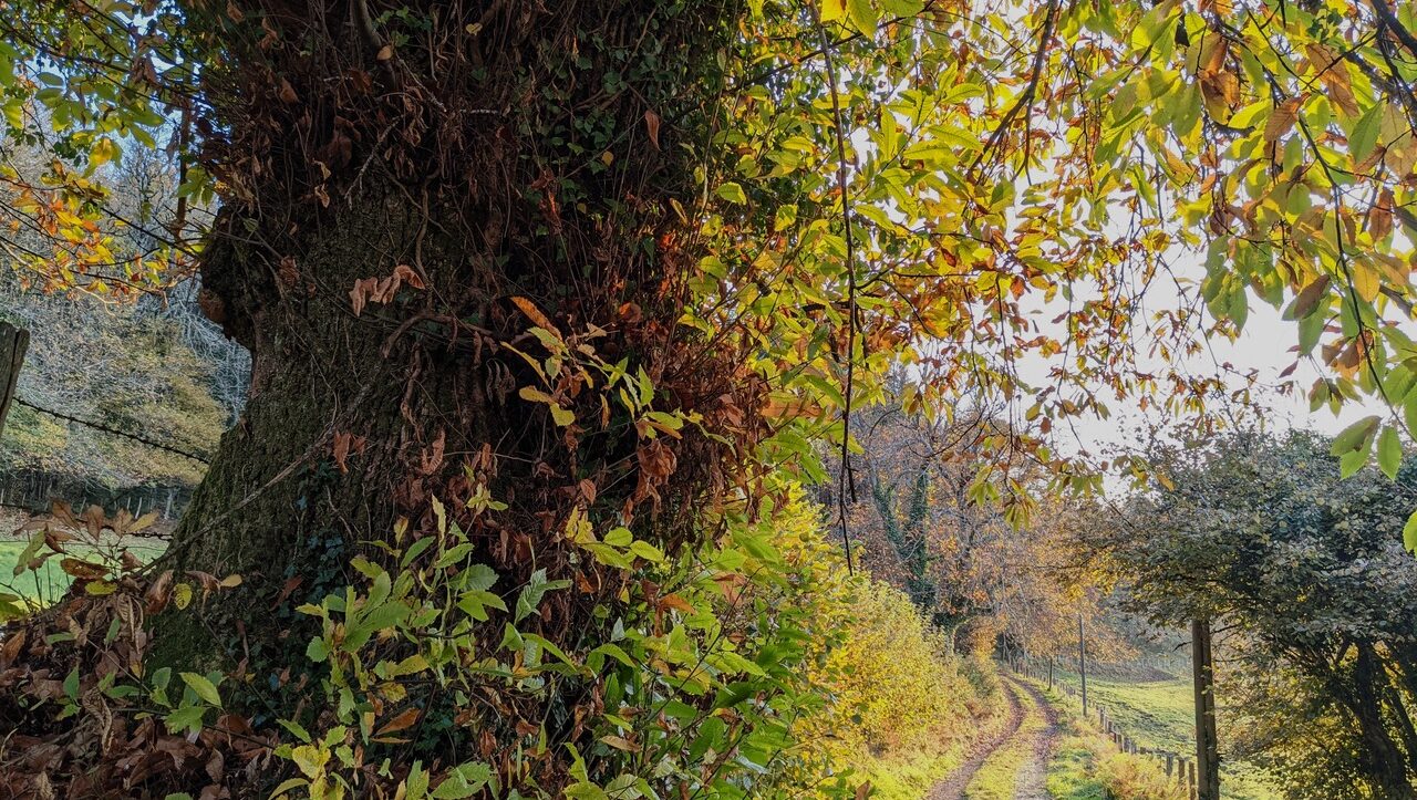 lieu-hebergement-chamanisme-nature-villapourcon-parc-naturel-morvan-031