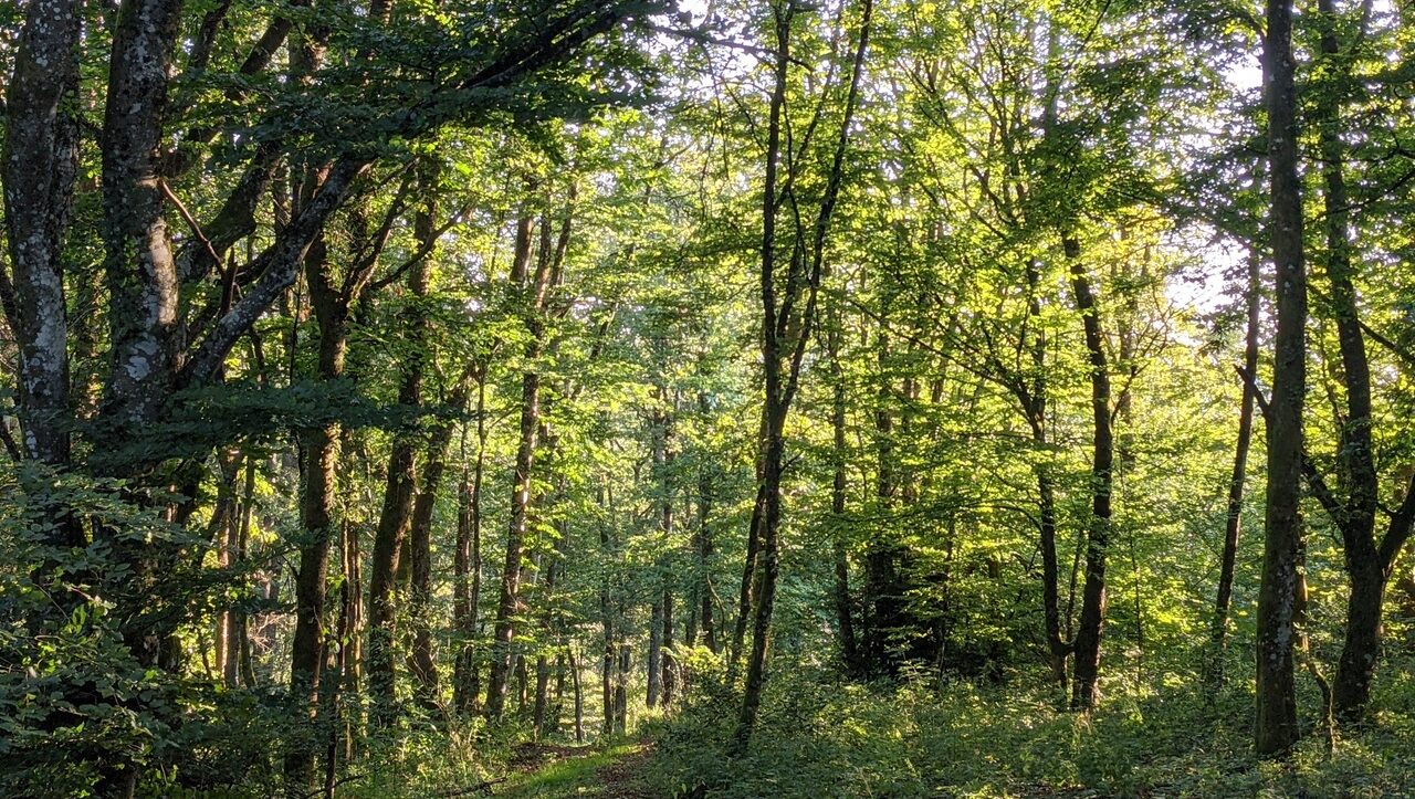 lieu-hebergement-chamanisme-nature-villapourcon-parc-naturel-morvan-036