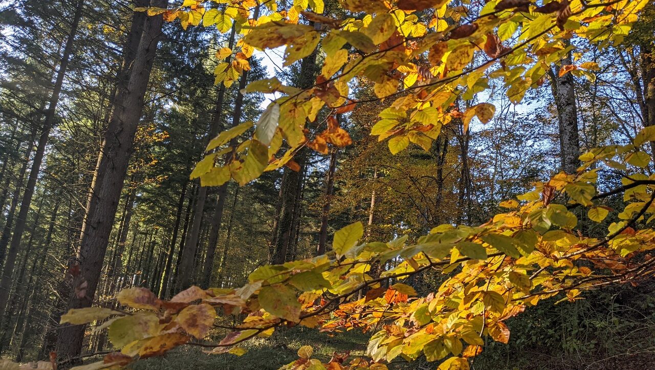 lieu-hebergement-chamanisme-nature-villapourcon-parc-naturel-morvan-048