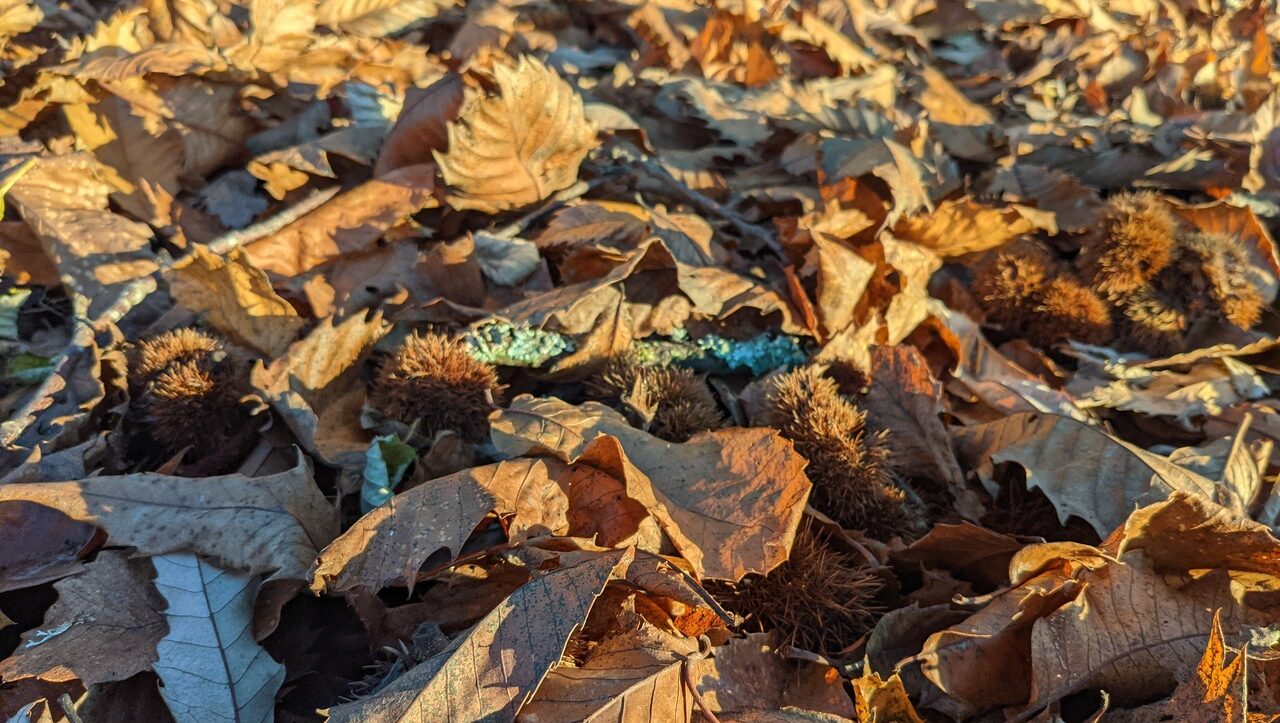 lieu-hebergement-chamanisme-nature-villapourcon-parc-naturel-morvan-054