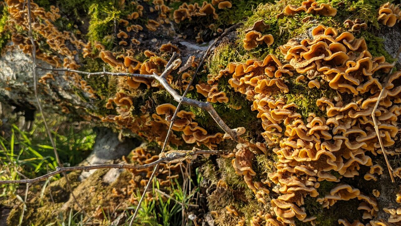 lieu-hebergement-chamanisme-nature-villapourcon-parc-naturel-morvan-064