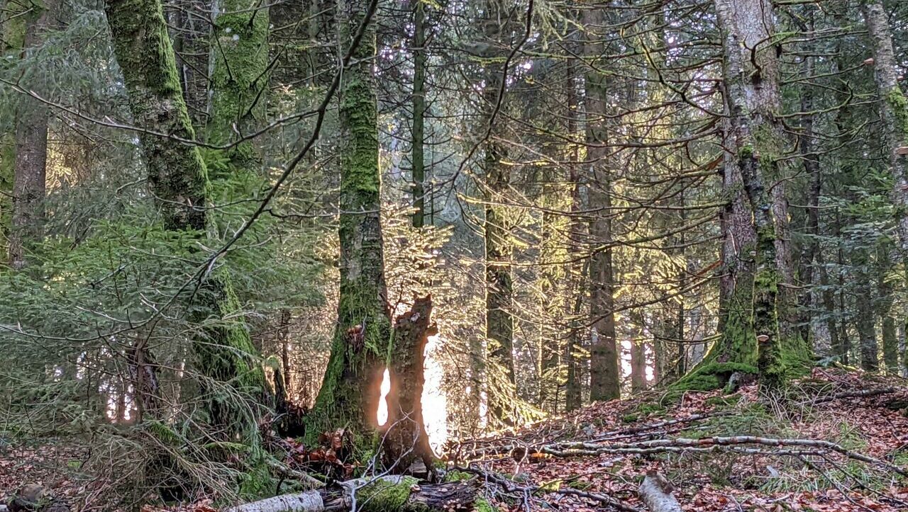 lieu-hebergement-chamanisme-nature-villapourcon-parc-naturel-morvan-077