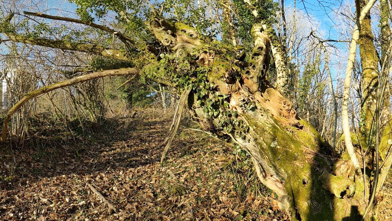 lieu-hebergement-chamanisme-nature-villapourcon-parc-naturel-morvan-081