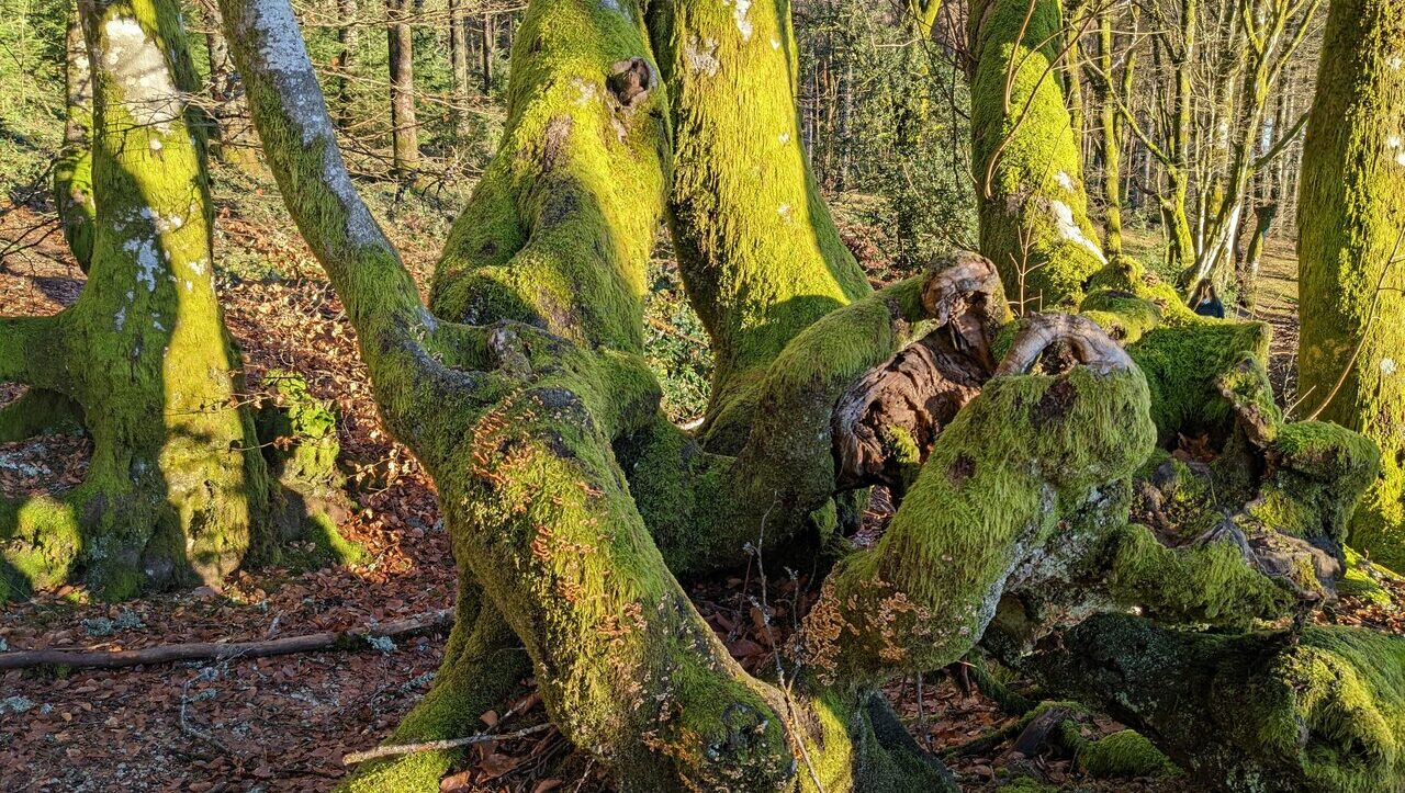 mont-beuvrais-bibracte-morvan-045