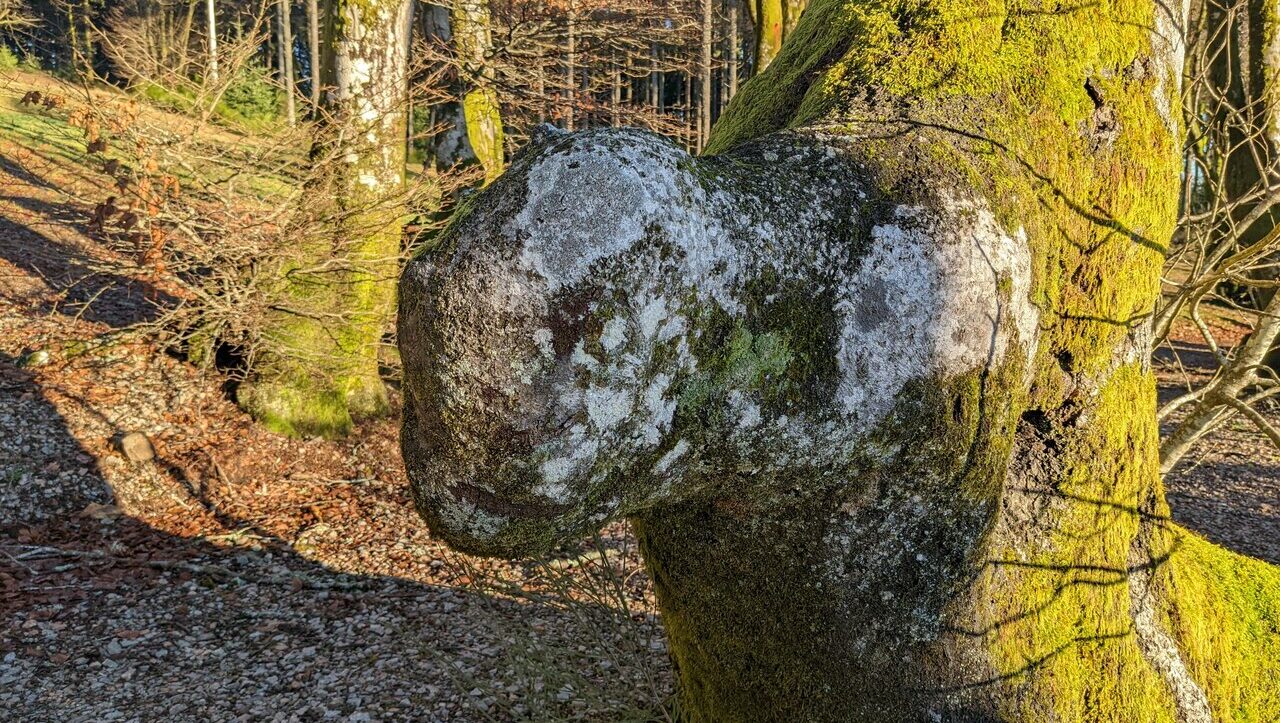 mont-beuvrais-bibracte-morvan-046