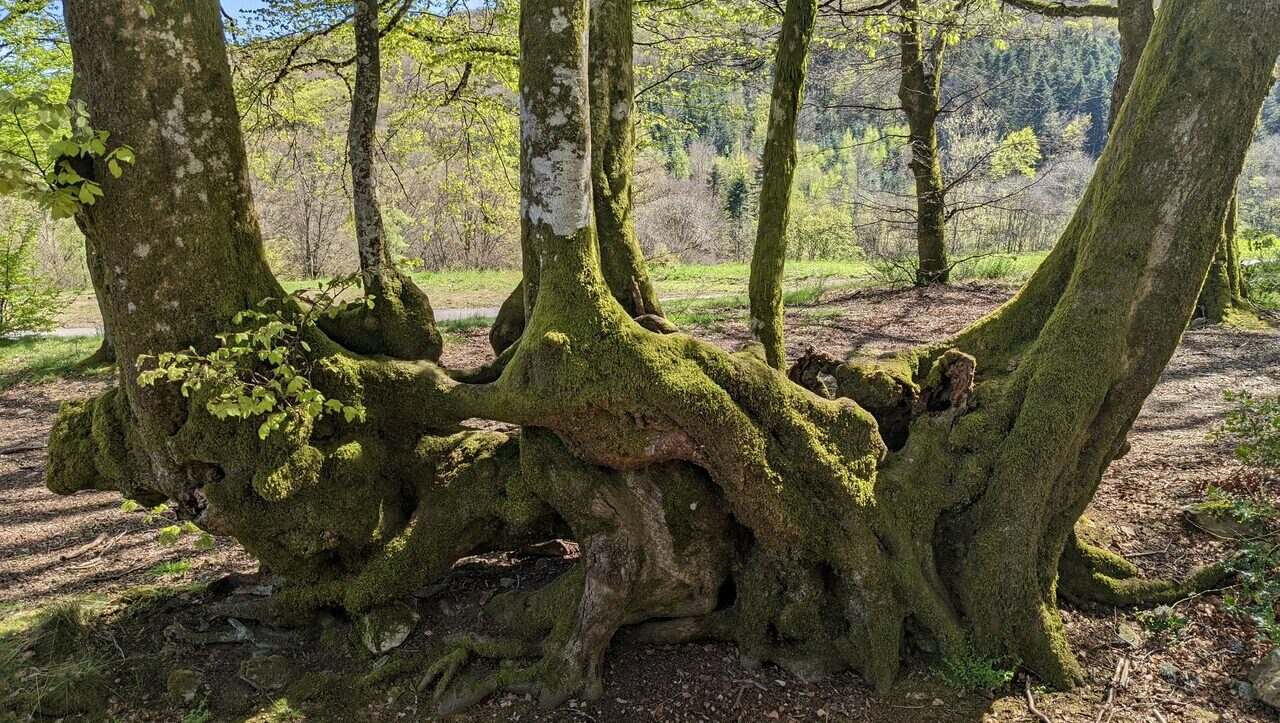 mont-beuvrais-bibracte-morvan-048