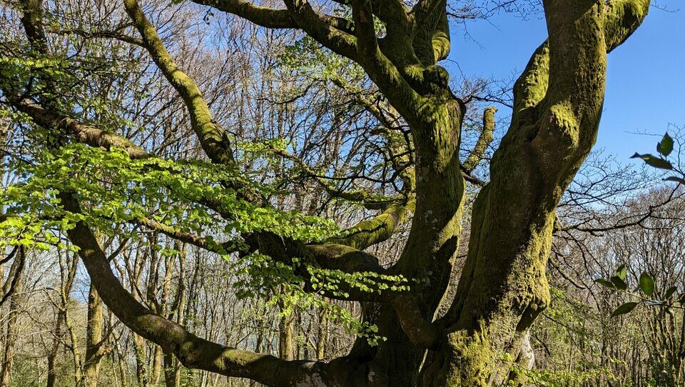 mont-beuvrais-bibracte-morvan-050